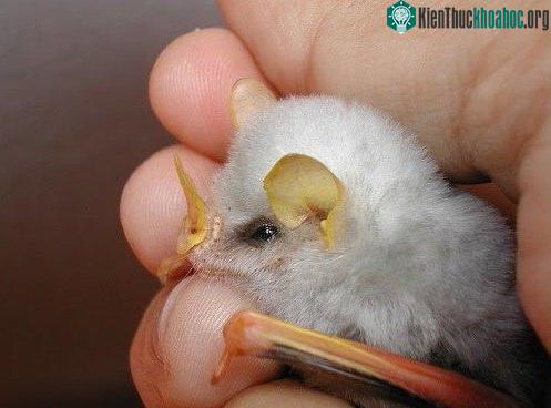 Cận cảnh loài dơi trắng đáng yêu nhìn lạ nhất thế giới ảnh 2