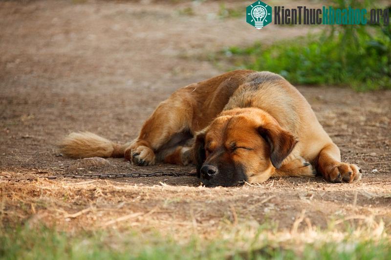 Chó cũng mơ khi ngủ như con người