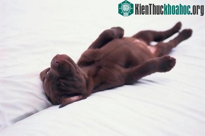 Hầu hết các động vật có vú đều có giấc mơ.