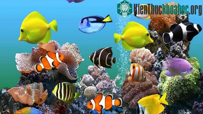 Nhiều loại cá cảnh khác nhau được lai tạo chỉ nhằm thỏa mãn mục đích của con người.
