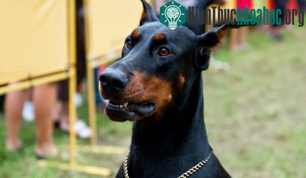 Hình ảnh của một con Doberman Pinscher tiêu biểu. (Ảnh: Dog Notebook).