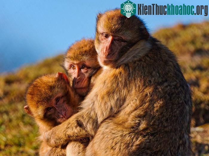 Khỉ đuôi ngắn Barbary cũng có khả năng giả vờ "lên đỉnh".