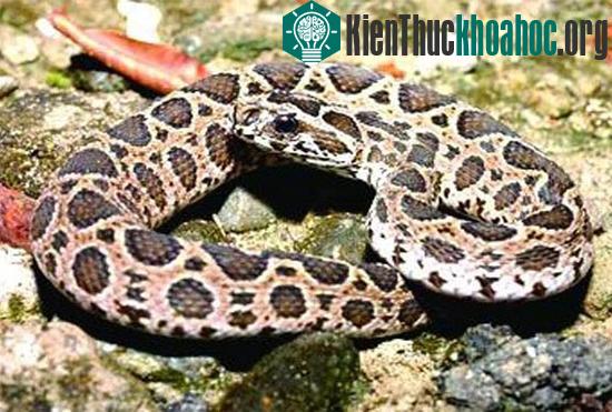 Rắn độc hổ bướm Russell's Pit Viper là một trong "tứ đại nọc độc"