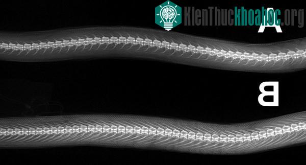 So sánh phần đốt sống giữa thân và hệ thống xương dăm cùa 2 loài Chlopsis A Chlopsis bicolor, IIPB 105/2006 và B Chlopsis orientalis, IMER – 16495.