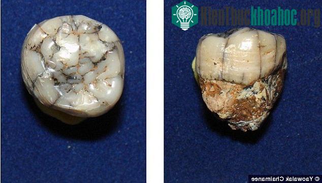 Răng hóa thạch của loài Gigantopithecus.