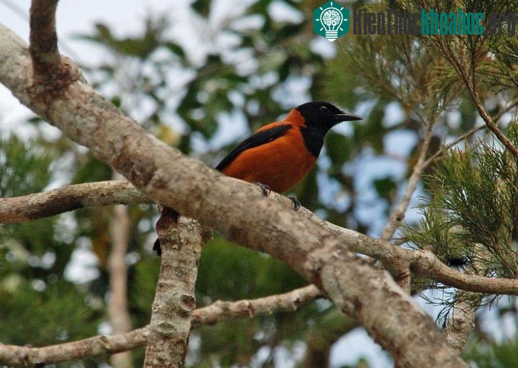 Sáo đá Guinnea (Pitohui dichrous) có chất độc tương tự nhái độc. (Ảnh: Pravda)