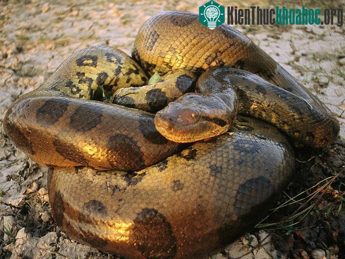Loài trăn Anaconda là một chi rắn khổng lồ sống trong lưu vực sông Amazon.