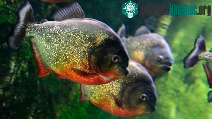 Cá piranha, loài cá có răng nanh sắc nhọn, cũng sống tại vùng Amazon. Các vật dụng được người dân sử dụng để bảo vệ mình trước piranha có thể bị diễn giải sai thành vũ khí chống candiru vì bất đồng...