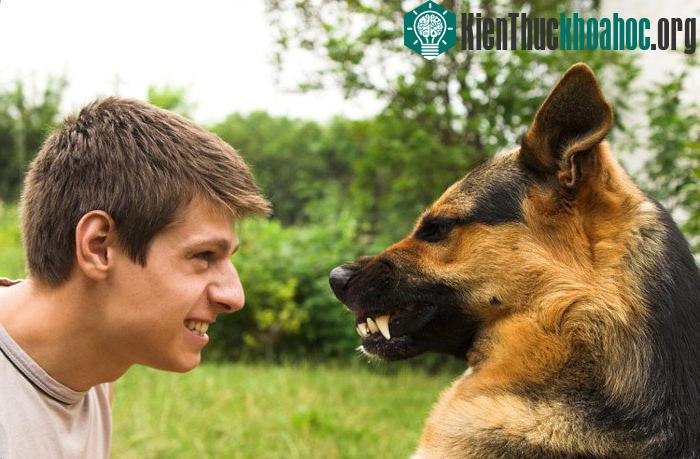 Những phản ứng của chúng mang tính chất làm tăng thêm sự thân thiện trong mối quan hệ với con người.
