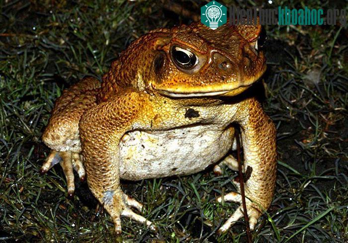 Ngày nay chúng được gọi phổ biến bằng tên "cóc mía"