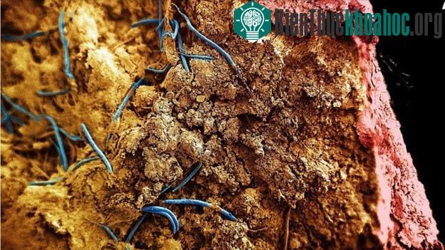 Monhystrella parvella – loài giun tròn được mệnh danh là loài sinh vật sống sâu nhất trong lòng Trái Đất. (Ảnh: Gaetan Borgonie)