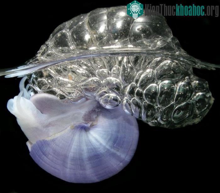 Chùm nước bọt do ốc sên tím tự nhả để có thể trôi dạt trong nước.