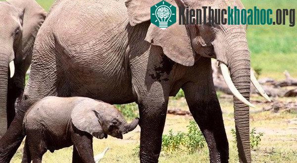 Những khám phá cực hay ho về loài voi khổng lồ