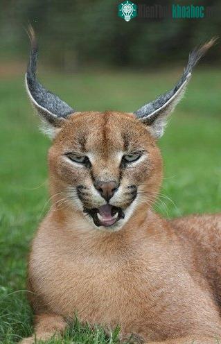 Tìm hiểu về loài mèo hoãng dã Caracal