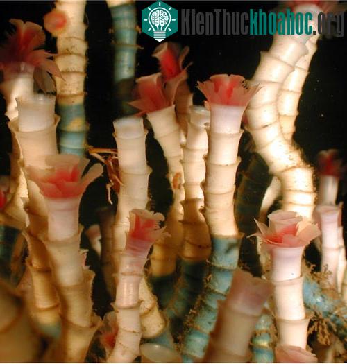 10 loài động vật thọ nhất hành tinh