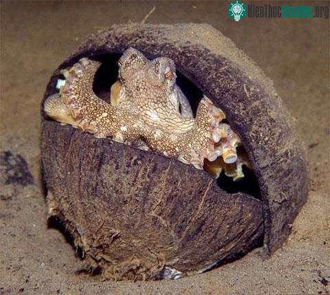 Bạch tuộc sử dụng những vỏ dừa làm nơi cư trú di động