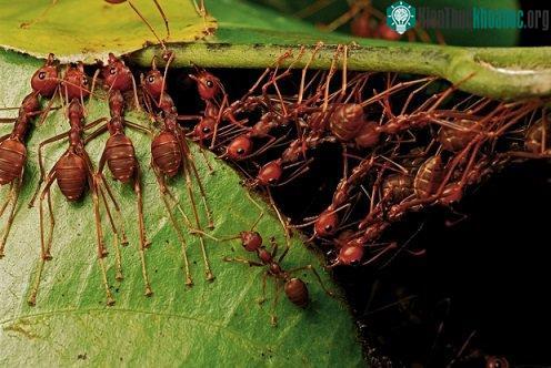 Kinh ngạc khả năng tính toán của động vật