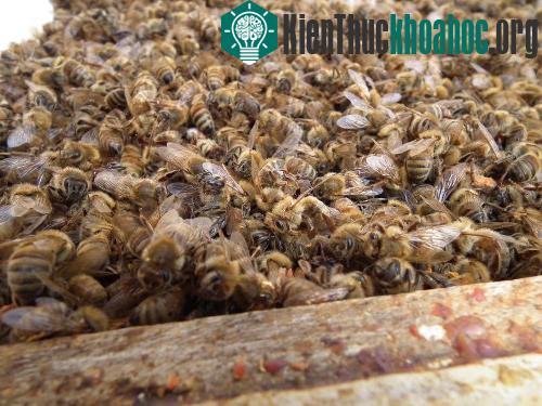Những vụ chết tập thể kỳ bí