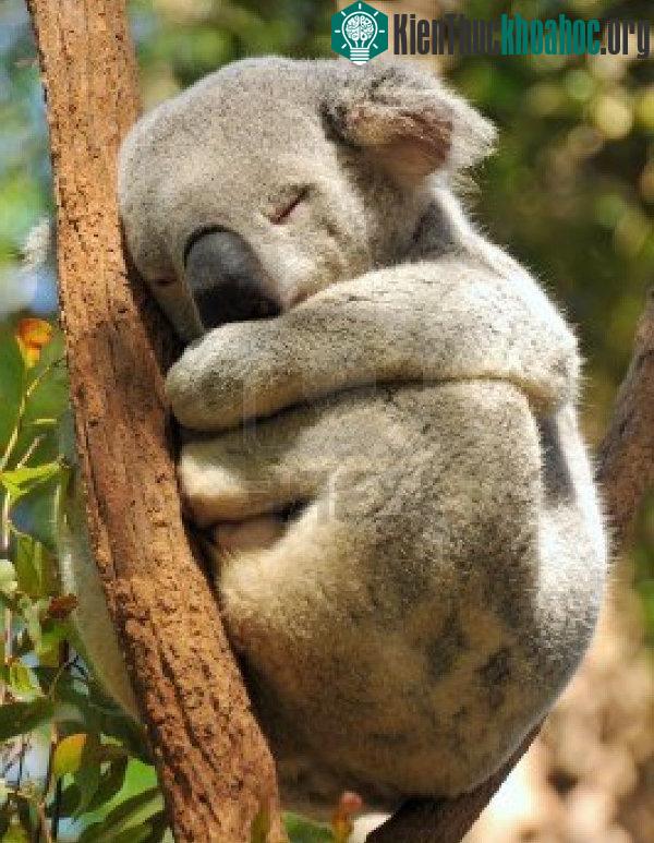 Những sự thật bất ngờ về loài gấu Koala