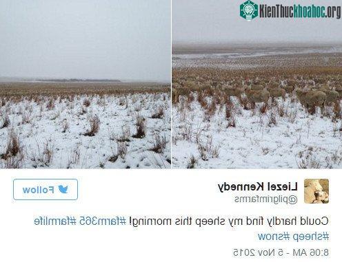 Cô Kennedy đăng phát hiện lạ của mình lên trang Twitter cá nhân.
