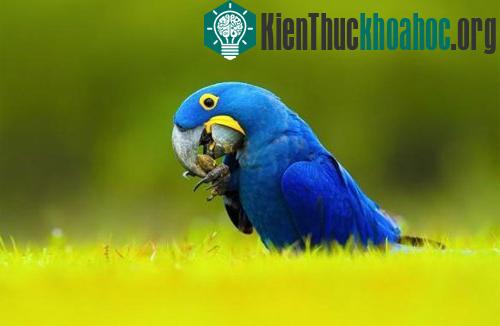 Những vật nuôi đắt giá nhất thế giới