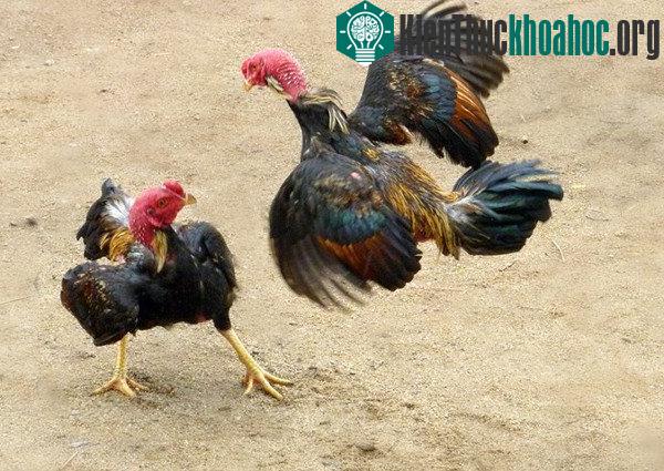 Những sự thật gây choáng về loài gà ít ai nghĩ đến