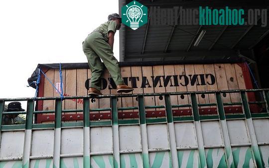 Các chuyên gia cho tê giác vào hộp rồi vận chuyển. (Ảnh: EPA).