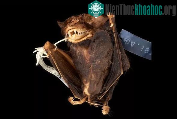 Phát hiện loài dơi mới trong bình ngâm rượu hơn 30 năm