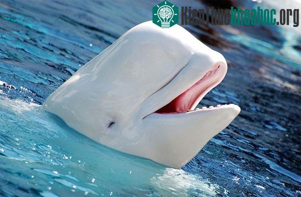 Những loài vật mở một mắt trong khi ngủ ảnh 2