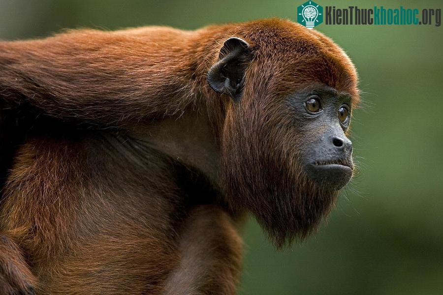 Khỉ hét Alouatta senjculus.&nbsp;