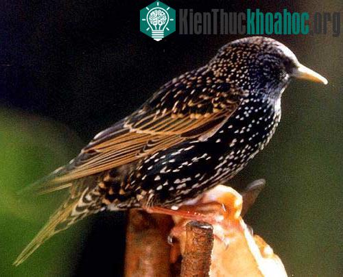 Sáo Đá xanh - Sturnus vulgaris