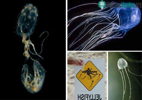 Loài sứa hộp này chứa chất độc từ các tua