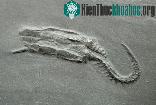 13 loài động vật viễn cổ thần kỳ- ảnh 3