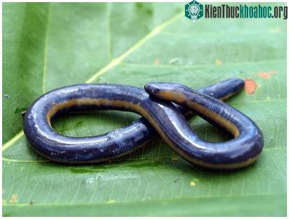 Những loài động vật kỳ quái trong tự nhiên ở Việt Nam ảnh 2