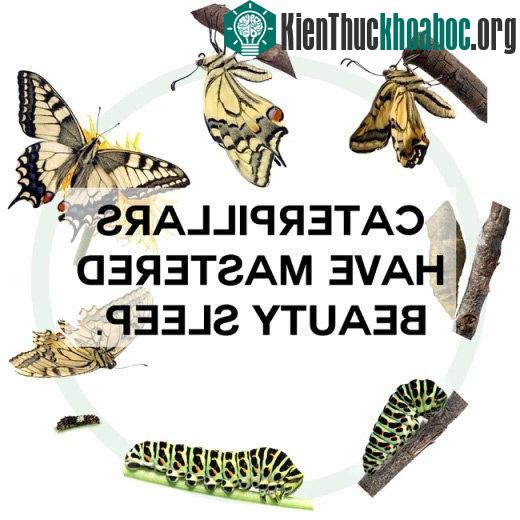 Những điều thú vị về các con vật