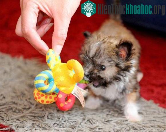 Tyson - Chú chó nhỏ nhất nước Anh