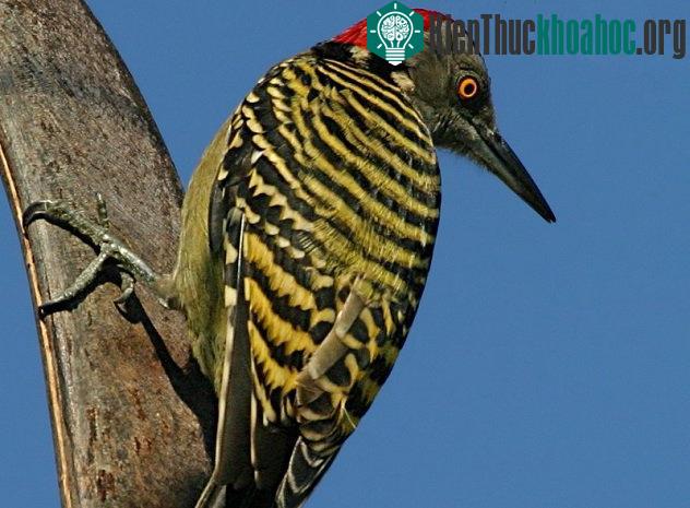 10 bí mật thú vị về loài chim gõ kiến
