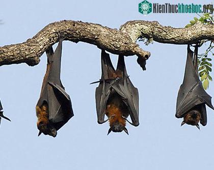 Những điều kỳ lạ về giấc ngủ động vật