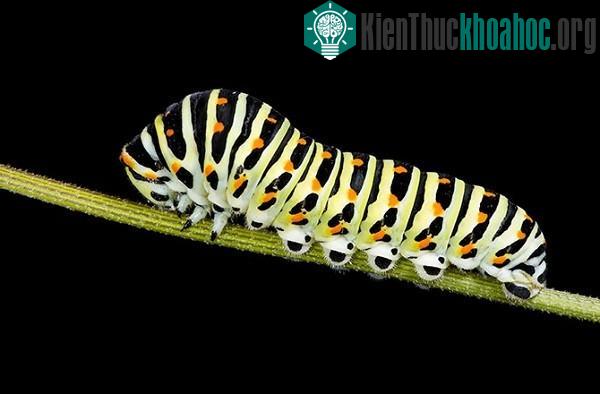 Sâu lột xác thành bướm như thế nào?- ảnh 3