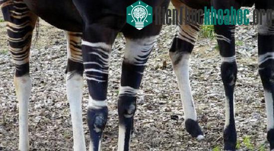 Loài Okapi ẩn hiện