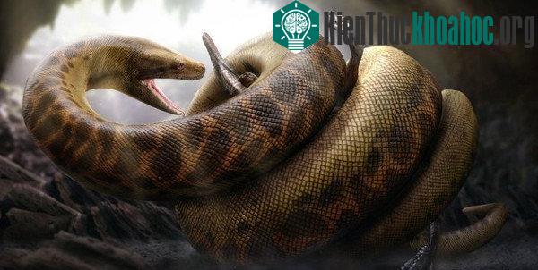 Trăn khổng lồ Titanoboa.