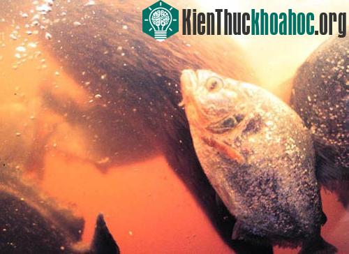 10 loài săn mồi nguy hiểm nhất ảnh 2