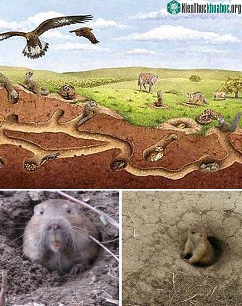 Mặc dù có hình dạng xấu xí, nhưng chuột chũi có tổ chức xã hội rất cao như loài ong, kiến.