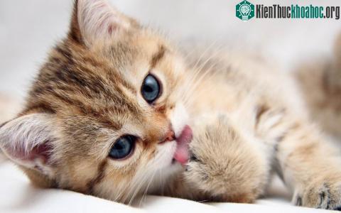 Khả năng kỳ lạ của mèo