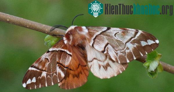 Bướm đêm Kentish glory (Endromis versicolora) lưỡng tính: nửa trái là cái, nửa phải là đực. (Ảnh: FLPA).