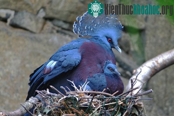 Kiểu tỏ tình lạ đời của Bồ câu mũ miện xanh