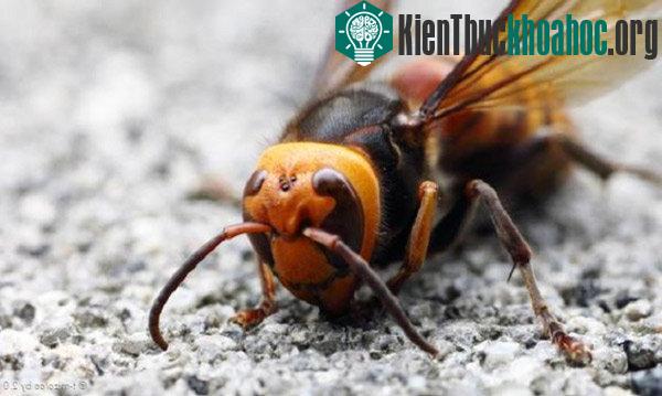 Ấn Độ là quê hương của loài ong bắp cày lớn nhất thế giới. Ong bắp cày châu Á có chiều dài 5 cm, sống dọc khu vực đông nam châu Á và là thủ phạm gây ra cái chết của nhiều người. Nọc độc do chúng sả...