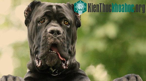 Cane Corso