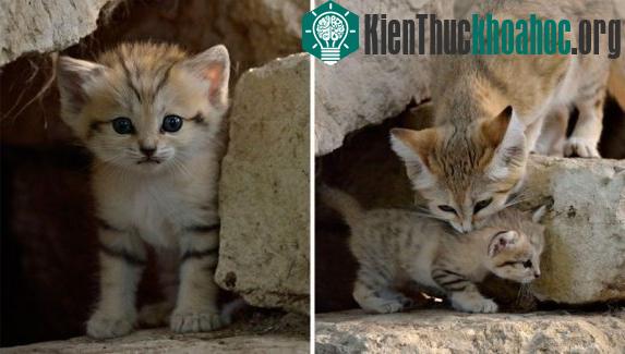 Khám phá thú vị về loài mèo duy nhất có thể sống trên sa mạc