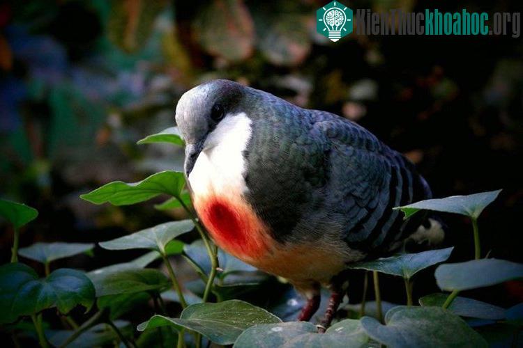 Loài chim bồ câu kỳ lạ với “trái tim rỉ máu” ở ngực